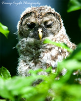 Wing Owl - IG