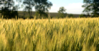 Wheat back ground